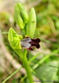 Ophrys lojaconoi